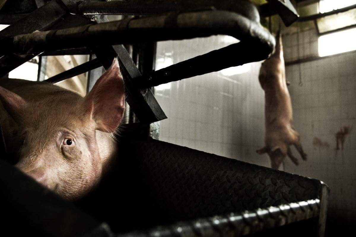 TorontoPigSave's tweet photo. Imagine how this pig is feeling.
Do you pay for this to happen?
💔🐖💔
#vegan https://t.co/hQrylg2rF3