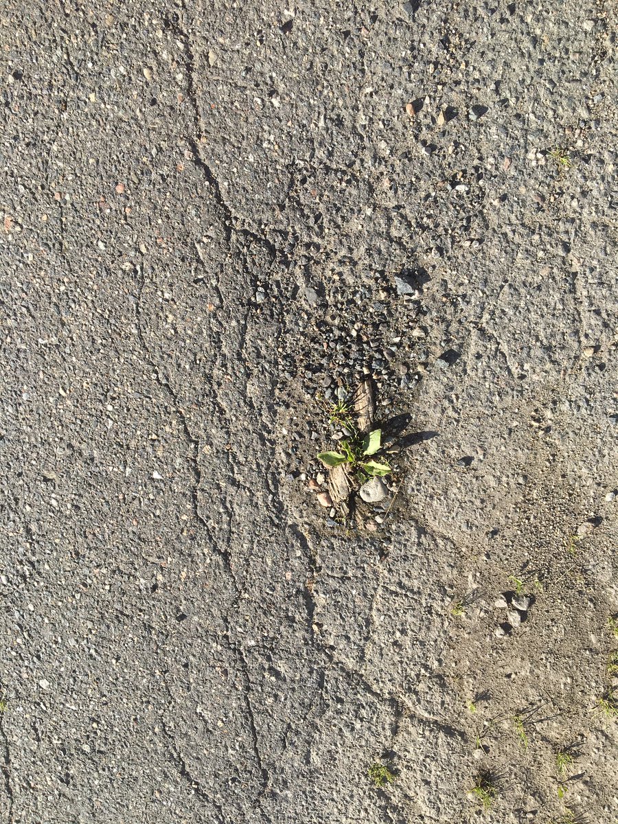 Fylkespolitikar's tweet photo. Kva er i vegen? Det spring blomar gjennom asfalten. Naturen vinn alltid. #kvaerivegen https://t.co/vN6fA5meca