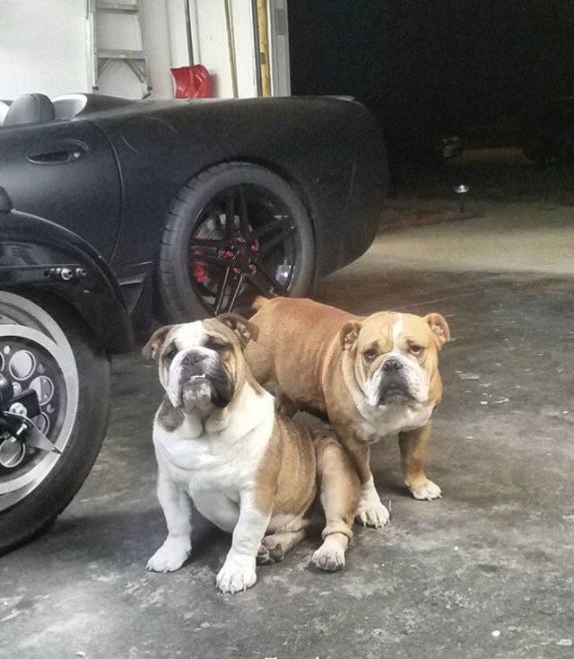 AdamLindBPI's tweet photo. Jax &amp; Gemma ❤️ https://t.co/VpqJyQmRbD