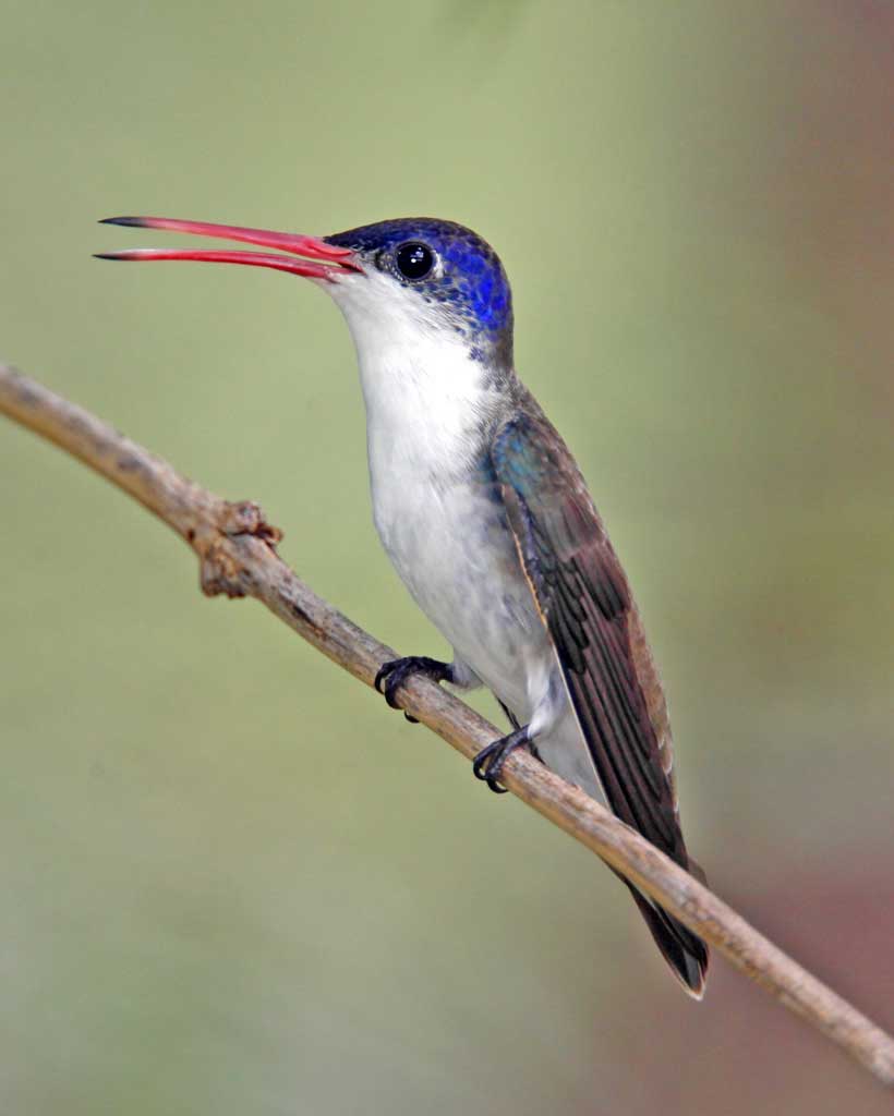 birdsfordays's tweet photo. Violet-crowned Hummingbird • Nests mainly in the Arizona sycamore tree. #birds #birdsfordays https://t.co/rYf0j289J3 https://t.co/yK9RrTMa1n