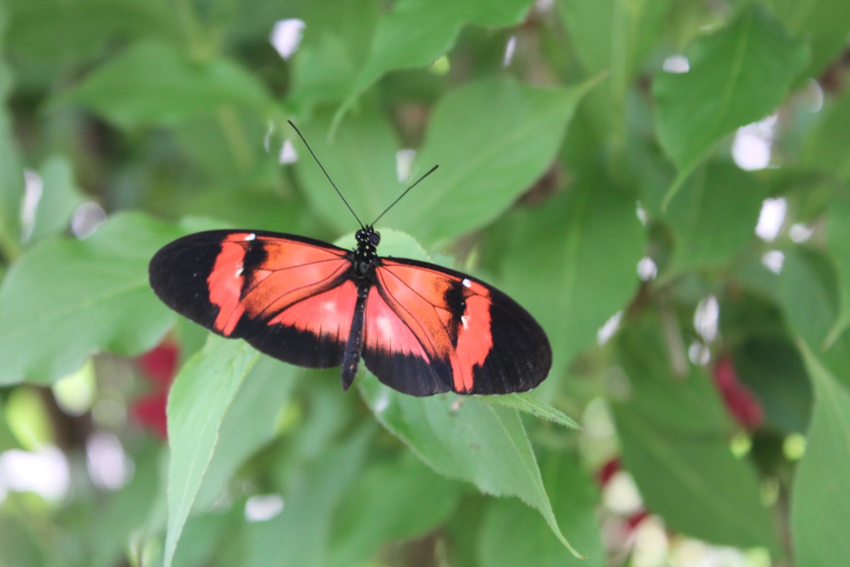 NL Insectarium tweet media