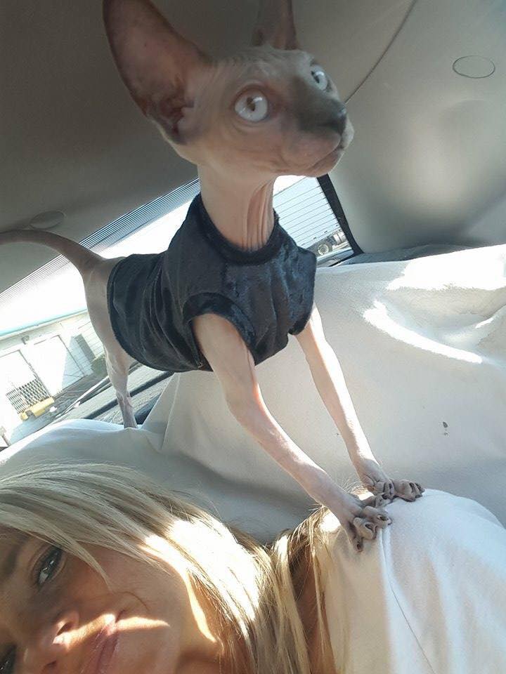 PRO_Avia's tweet photo. #pets #aviation #proavia Киев - Чикаго! Счастливый владелец и новое место жительства питомцев) https://t.co/5IYdRDCY20
