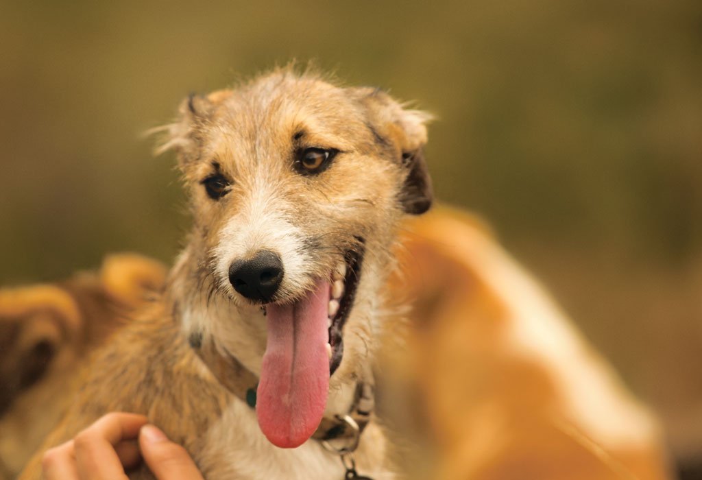 trulypawsome's tweet photo. Dogs pick up who to trust and who to avoid https://t.co/ST7mNv9CgN #dogstudies #tongueouttuesday #doglover #dogfacts https://t.co/Xsxgqtm8VP