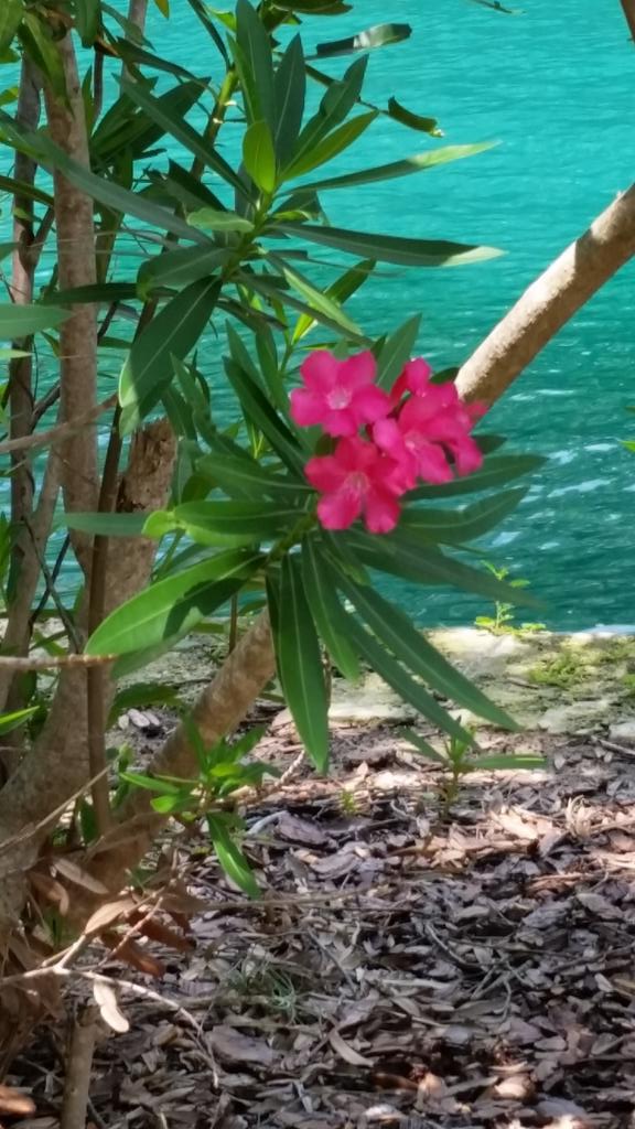 Visited 2 <a href="/Loews_Hotels/">Loews Hotels</a> properties this wk. Nice detail of theme implementation. Retaining wall at Royal Pacific.