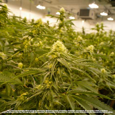 greenladymj's tweet photo. @SmokeyPointProd 🍃
#420 #Cannabis #IndoorGrown #SmokeyPointProductions #GreenLadyMJ #Olympia #OlympiaWa #Northwest https://t.co/ZwJvePadQz