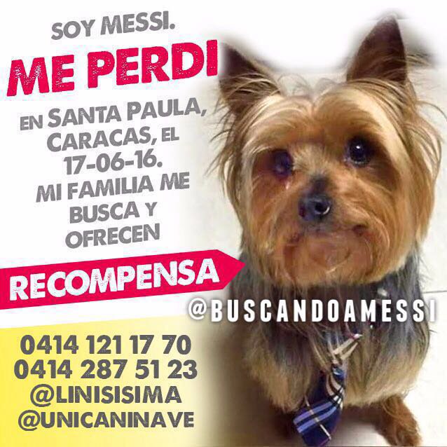 patitasbuscand2's tweet photo. MESSI extraviado en Sta Paula. Ayudanos a conseguirlo con un RT #patitasbuscandohogar vía @linisisima https://t.co/fk9iz180rt