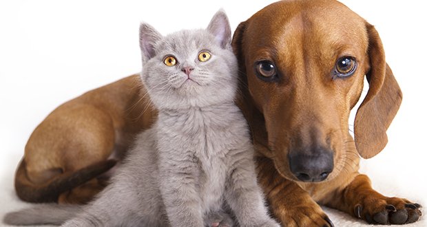 groversimba2's tweet photo. #Microchip your #pet! Pet's are curious, inquisitive, and even mischievous creatures. #IVS #veterinarians #aaha https://t.co/KV6e4gXuAj