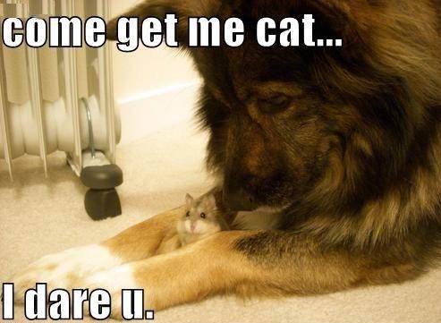 My Fav I've been looking through pics and stuff cause I'm getting a new hamster!!!😄😄😄😄😄😄😄😄😄