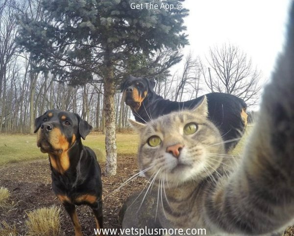 VetsPlusMore's tweet photo. You know things are spiraling out of control when pets are taking selfies...... https://t.co/gF6NnXvKyZ