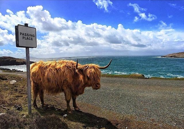 VisitScotland's tweet photo. It's #Coosday! 😄 "Excuse me... just passing through" 📷 IG/alasdair_1 #OuterHebrides https://t.co/IJ4brcAIYD