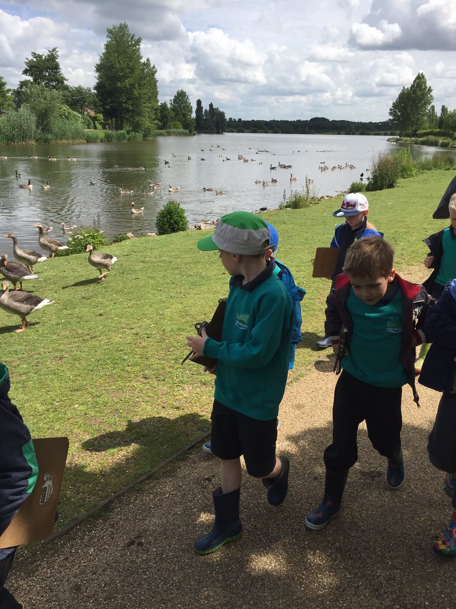 MrsOwenLMS's tweet image. Sticklebacks had a fantastic trip to Furzton Lake this morning @LongMeadowSch #fungeography #buddingartists #norain