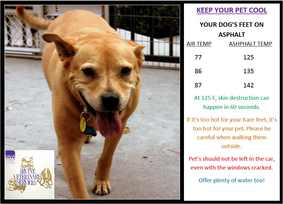 groversimba2's tweet photo. Keep your pet cool! #hotfeet #nopetsincars #ivs #irvine #orangecounty #veterinarians #cats #dogs #kittens #puppies https://t.co/dRC6FbvVZ4