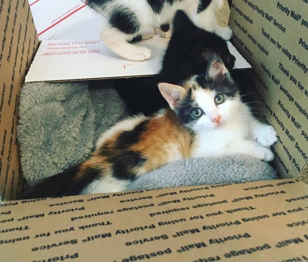 kittenxlady's tweet photo. The kittens have decided to ship themselves out via priority mail. Any takers?  #prioritym… https://t.co/zgGslmYuK7 https://t.co/qWiZIBeZ3O
