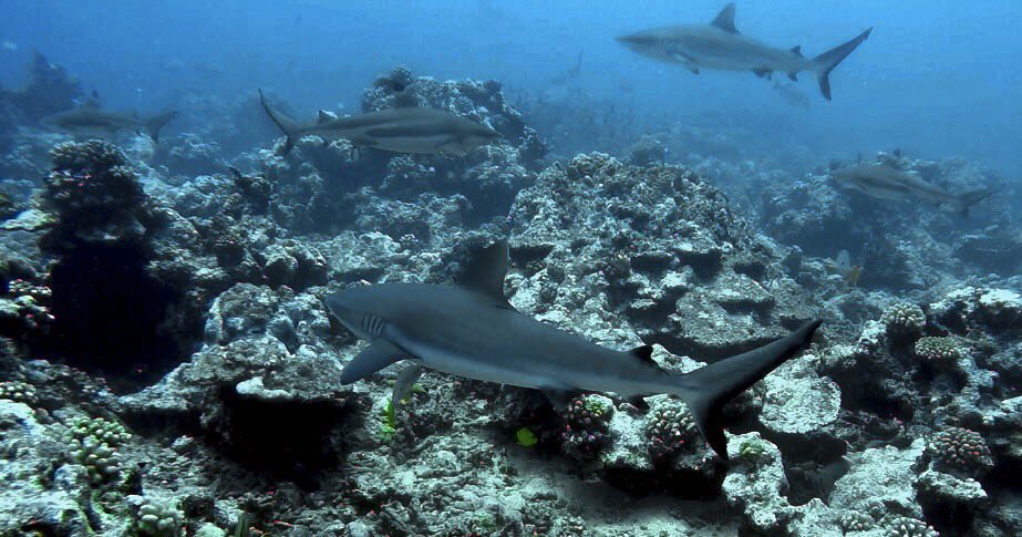trexcursions's tweet photo. #sharkweek #sharks #tahiti #reef #animals #beautiful #diving #trexcursions #tahiti #TuesdayTreat #lemonshark https://t.co/F4HErefkCr