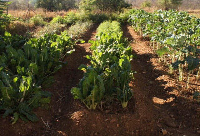 MeriwetherFdtn's tweet image. What's for lunch?At out schools and clinics we serve fresh organic produce. Get to know more MeriwetherFoundation.org