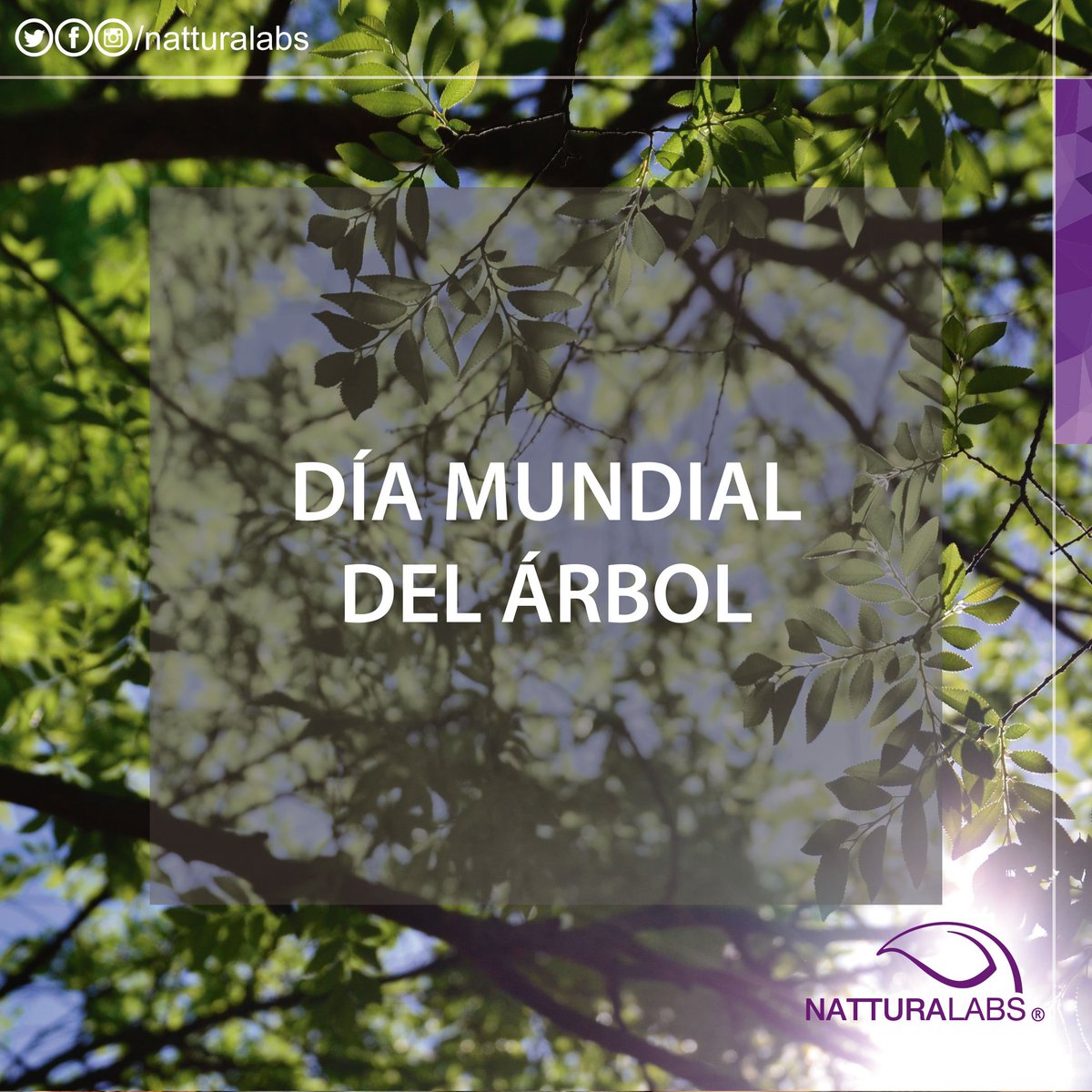 natturalabs's tweet photo. ¡Feliz #DíaMundialDelÁrbol! Los árboles son un elemento esencial en el planeta, proveen #oxígeno y vida. https://t.co/3SMwsyccGP