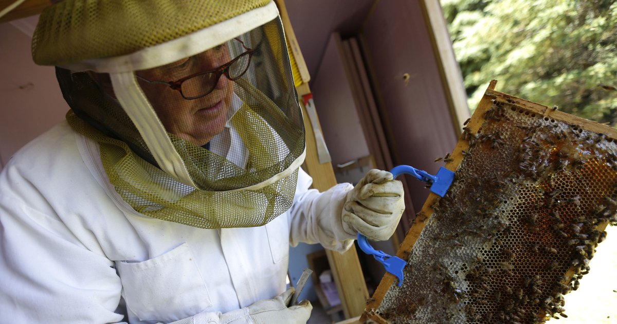 RosePestTweets's tweet image. #Bee swarms not as alarming as they look #pollinatorhealth hubs.ly/H03sBTQ0 by @postcrescent