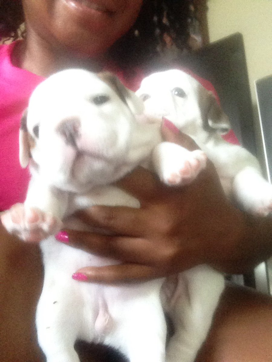 Iceland_kennels's tweet photo. English Bulldog Puppies almost ready! Selfies so you know it's real! Happy Birthday to the #BullyQueen 💪🏾🐶👑 https://t.co/KXhPsLjG0h