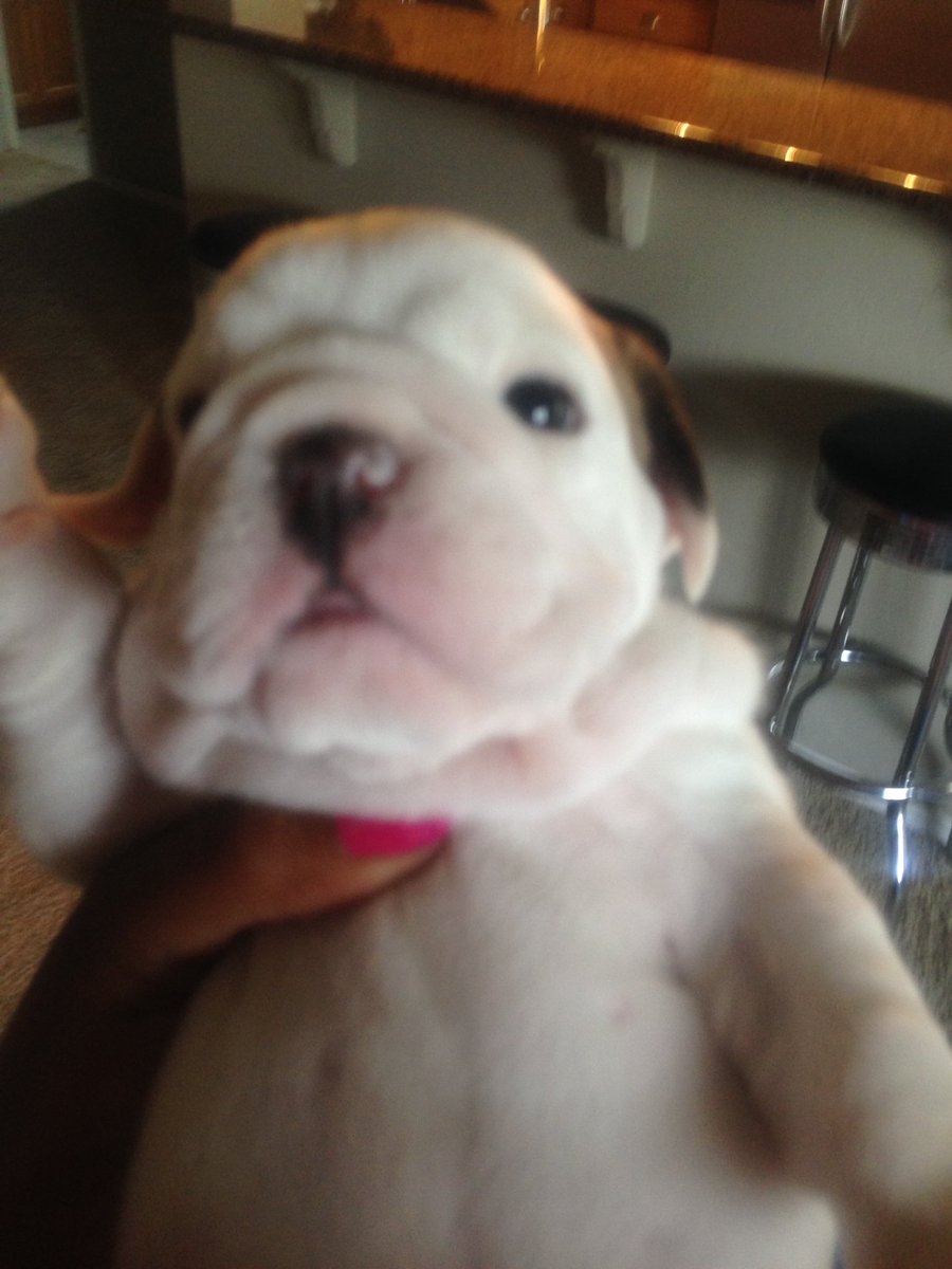 Iceland_kennels's tweet photo. English Bulldog Puppies almost ready! Selfies so you know it's real! Happy Birthday to the #BullyQueen 💪🏾🐶👑 https://t.co/KXhPsLjG0h