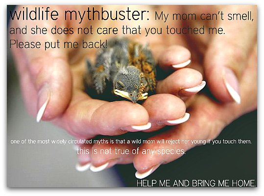 Attention Pest Solut (@pestsolut) on Twitter photo 