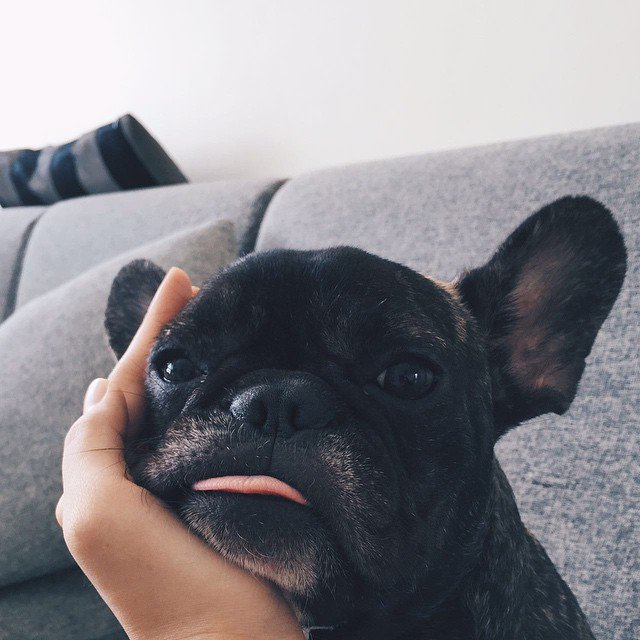 wolfymama's tweet photo. Hanging out with this character today. https://t.co/my6kgDBb20