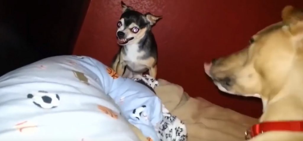 Sinirli Köpeğin Sonu :) - sanalsosyal.com/sinirli-kopegi… -