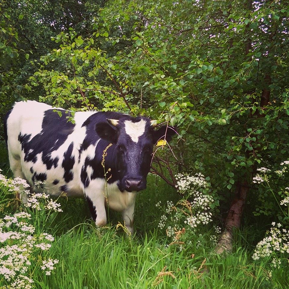 One of our #rarebreed Shetland's enjoying varied browse on their #rotationalgrazing route.