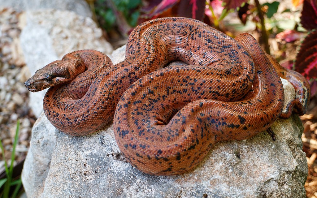 ReptileInsider1's tweet photo. HYPO LEOPARD HET BLOOD
#boa #boaconstrictor #Tuesday#reptileinsider #reptile #snake #leopard https://t.co/r5Xg6s6Ikb https://t.co/5ZM3X9Svnr