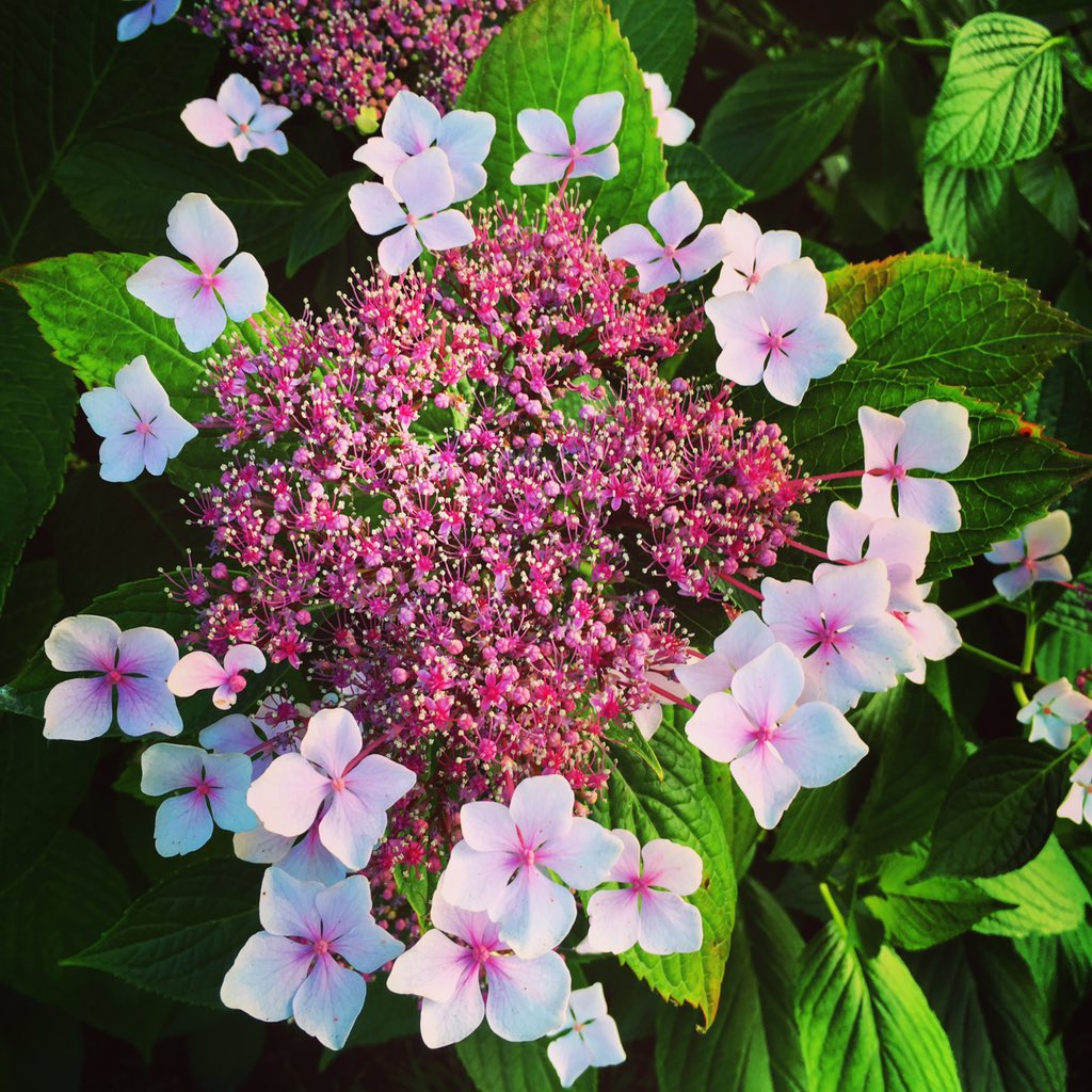 lpoucan's tweet photo. Hortensia d'#Angers val de Loire dans la lumière du soir… #battleflowers https://t.co/LfoarO6iCt
