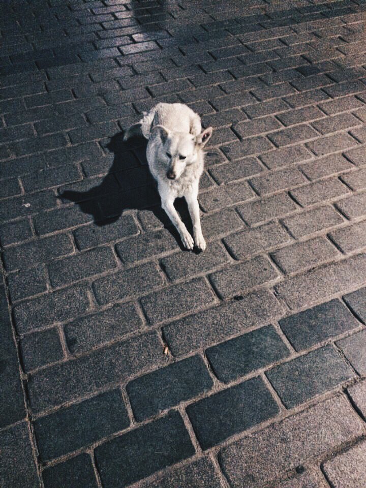 <a href="/vsco/">VSCO</a> one of the many beautiful dogs of #Istanbul. Pic by <a href="/deejaykaleem/">DJ KALEEM</a>, edit by Snowbeach on #VSCO #HB2 #Attaturk