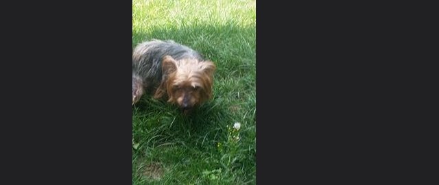 PoPville's tweet photo. Yorkie Found Tonight
https://t.co/viRsnp5QU7 https://t.co/aiasLVvX9v