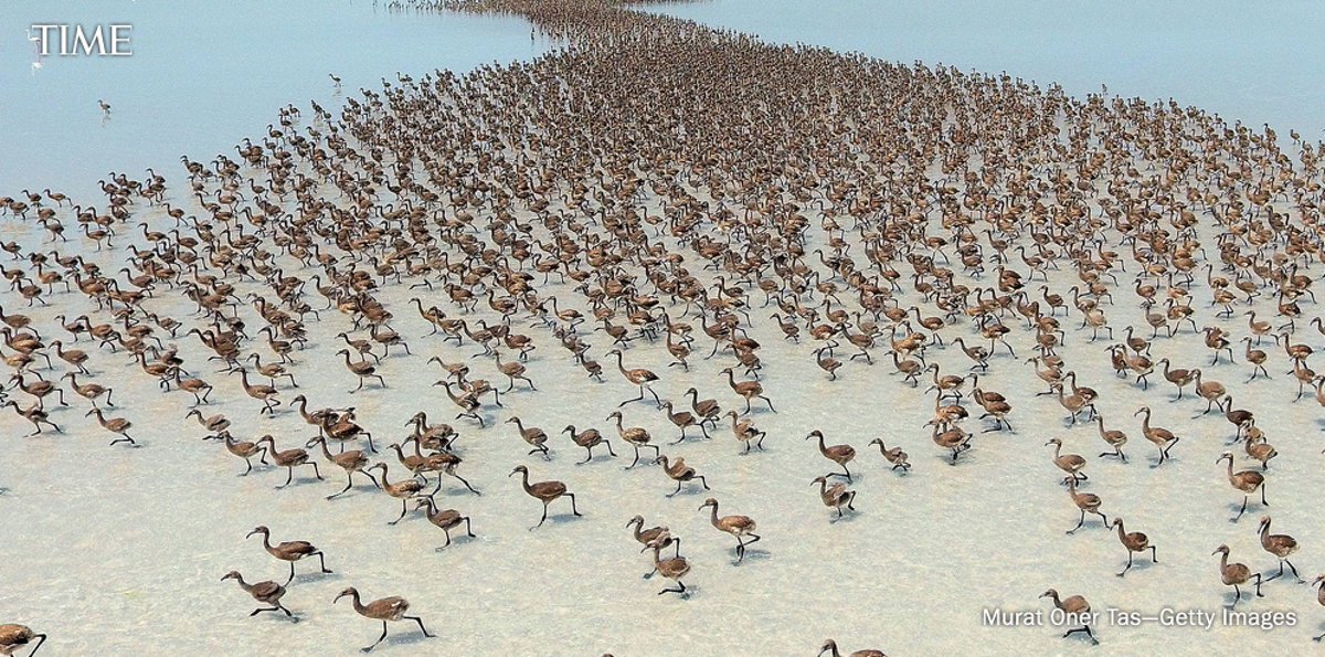 TIME's tweet photo. Inside Turkey's massive flamingo colony https://t.co/A4lNssgpco https://t.co/tejxZp4MzA
