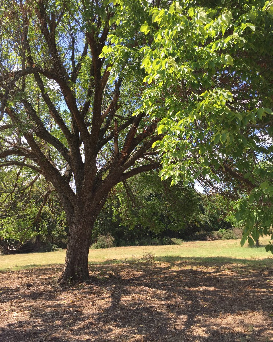 torifullerrrrrr's tweet photo. "Good timber does not grow with ease. The stronger the wind, the stronger the tree." ❤️ #fuller40 #blessed https://t.co/fVbirUYN87