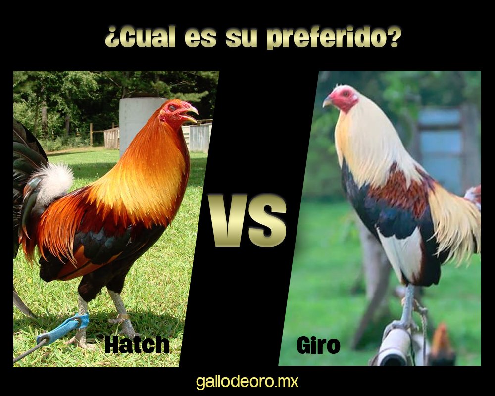 GallodeOro_Mx's tweet photo. Hatch y Giro, 2 de los gallos mas populares ¿Cual prefieren raza? #FelizMartes

https://t.co/dAnYaSH5LO https://t.co/2AHD2pN0oW
