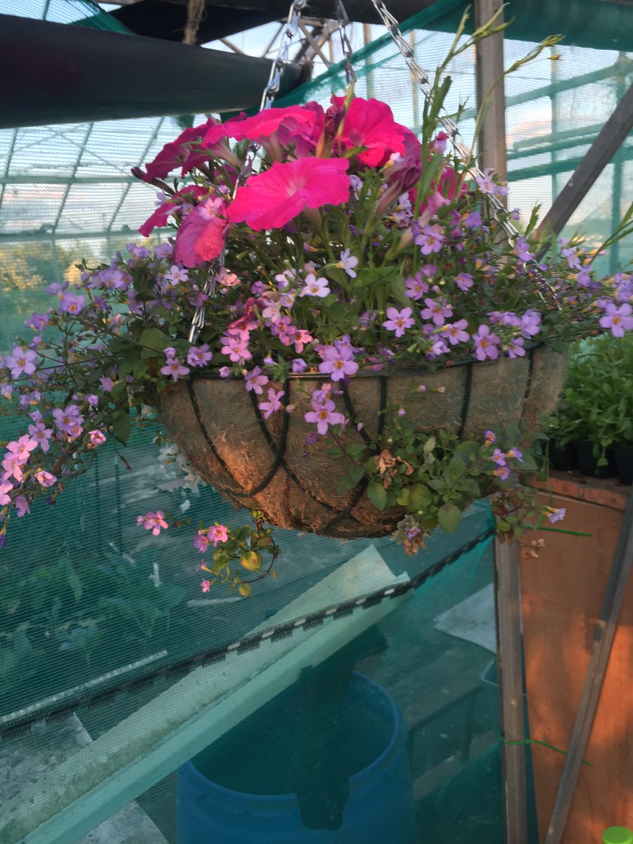 DDPSLTD's tweet photo. Hanging baskets £15 each or 2 for £25 #hangingbaskets #gardening https://t.co/LINSQi7XhI