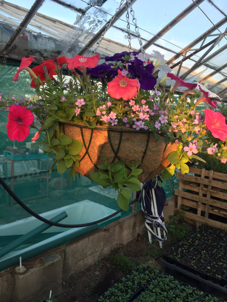 DDPSLTD's tweet photo. Hanging baskets £15 each or 2 for £25 #hangingbaskets #gardening https://t.co/LINSQi7XhI