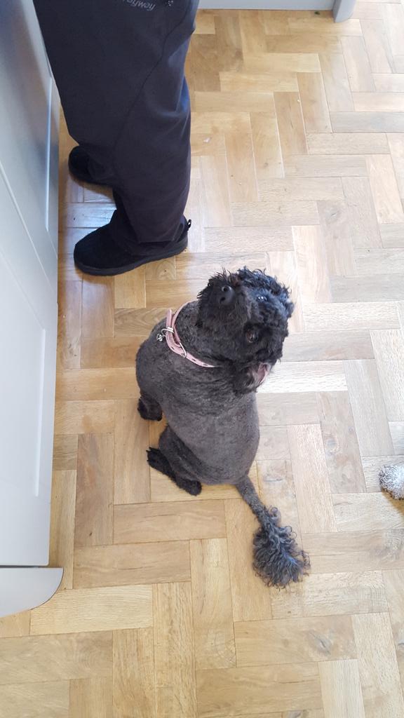 MaisieCockapoo's tweet image. Hopefully some of that's for me ...