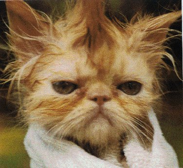 Joyannah73's tweet image. #MyDayGotBetterWhen my hairdresser told me I was on fleek