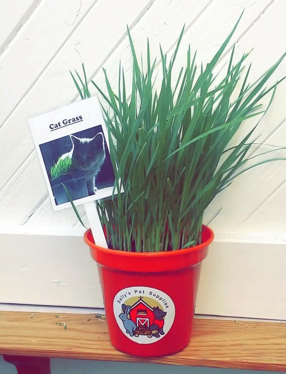 DDPSLTD's tweet photo. We have partnered with @sallyspets to provide locally organically grown #CatGrass and #Catnip plants 🐱 https://t.co/mPSpb6i2jZ