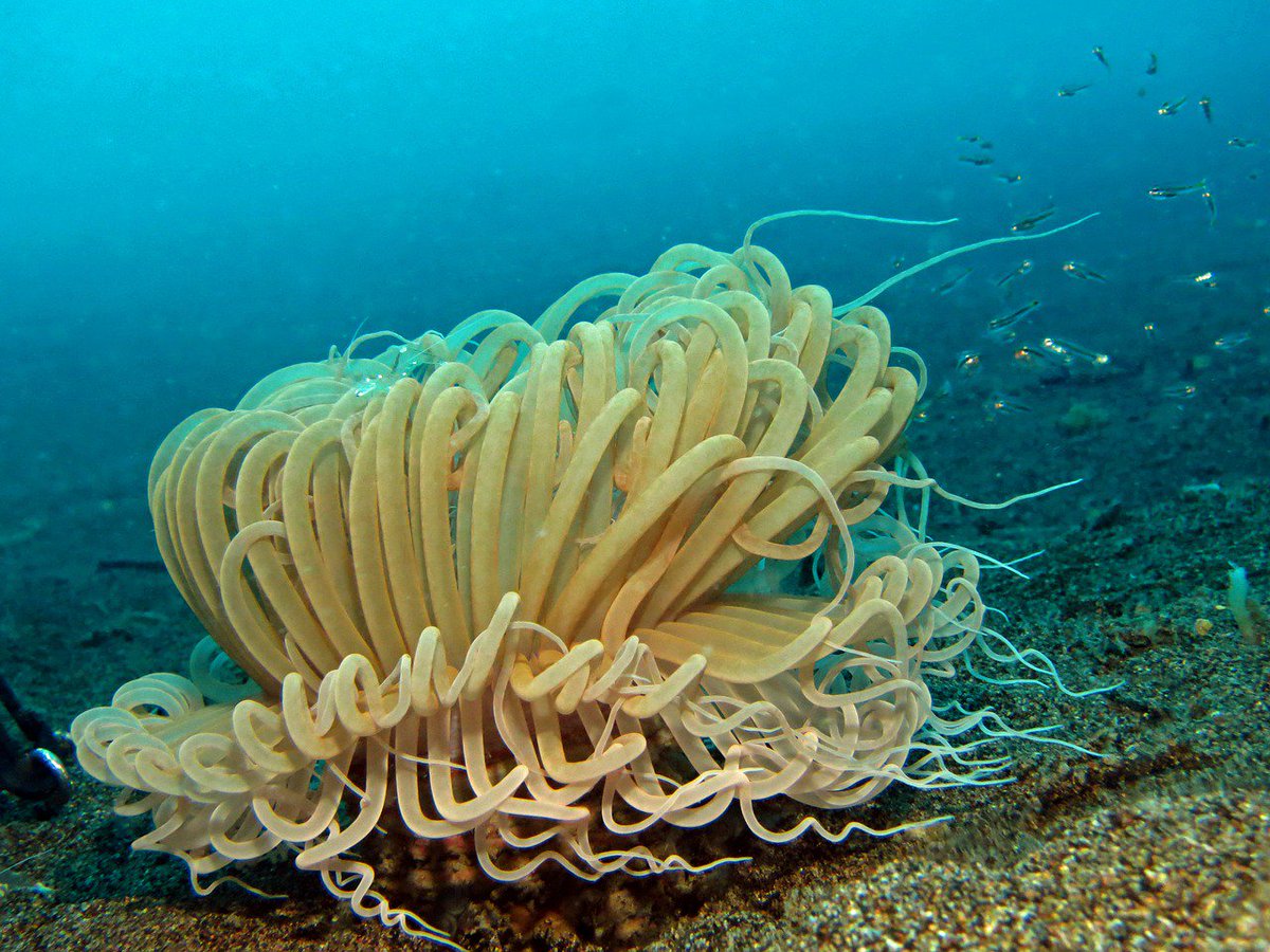 snorkelmasque's tweet photo. #Nature is an amazing #artist; you can see its glorious work #underwater! 😃 https://t.co/9ylbBKjyXr