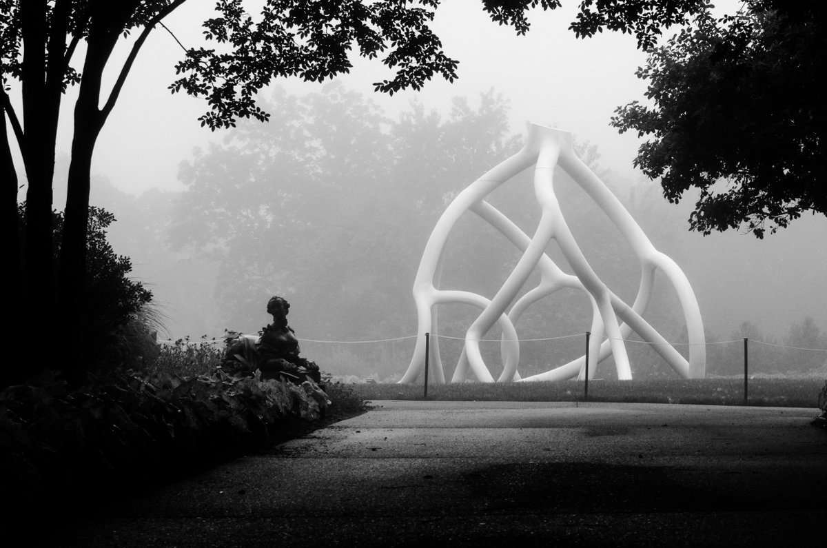 abruckse's tweet photo. Steve Tobin's #cheekwoodroots under heavy 6 am fog. @Cheekwood https://t.co/QvCPZuSKTO