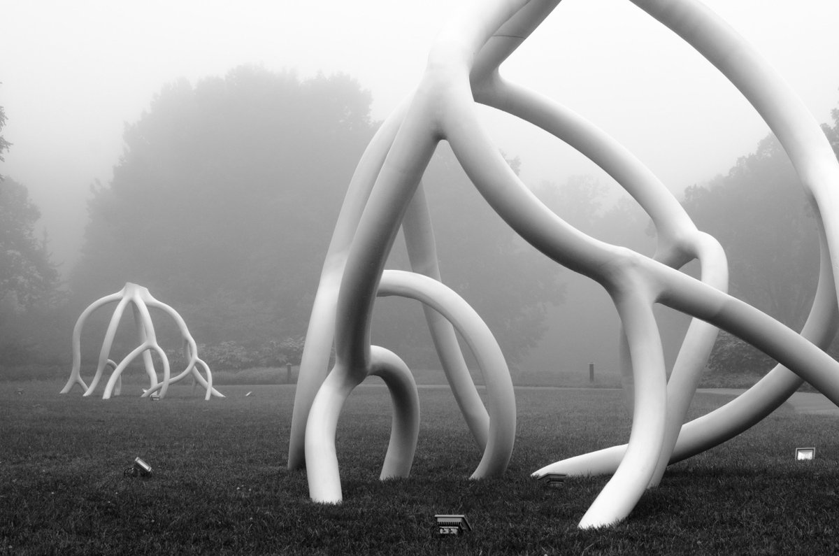 Steve Tobin's #cheekwoodroots under heavy 6 am fog. <a href="/Cheekwood/">Cheekwood</a>