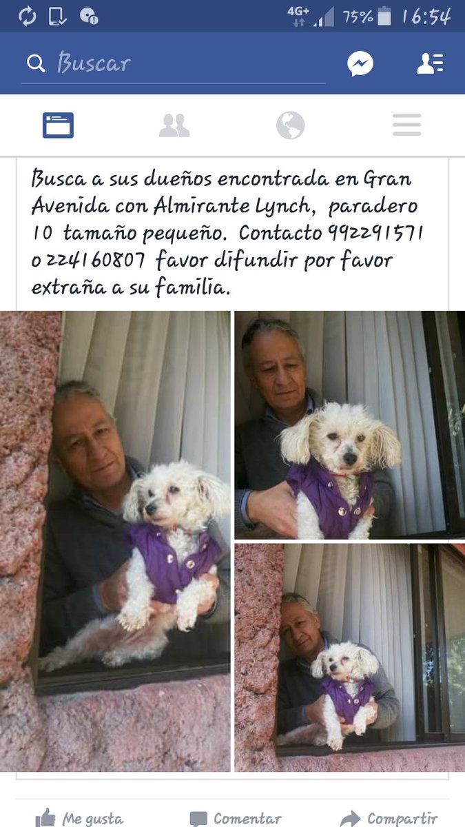 Perrita encontrada en paradero 10 de Gran Avenida, busca a su familia rt <a href="/F_GarrasyPatas/">Garras y Patas</a> <a href="/guaufymiau/">Mascotas Perdidas</a> <a href="/MascotaCl/">Mascotas Perdidas</a>