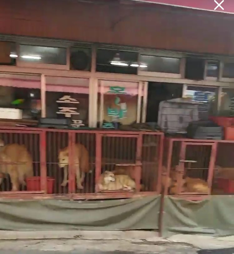 marzia4animals's tweet photo. @koreatourism #Corea quiere esconder su crueldad y atraso tras 1 fachada de modernidad y progreso‼️ #StopBoknal ❌🆘↘️ https://t.co/l4qIeOqSUA