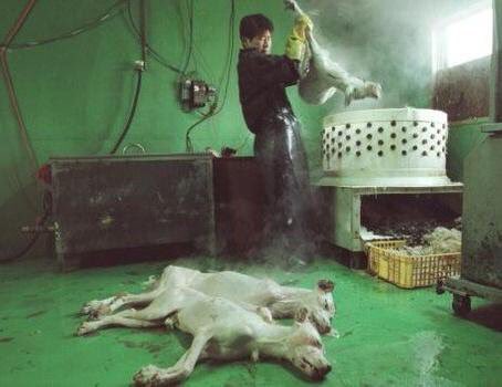 marzia4animals's tweet photo. @koreatourism #Corea quiere esconder su crueldad y atraso tras 1 fachada de modernidad y progreso‼️ #StopBoknal ❌🆘↘️ https://t.co/l4qIeOqSUA