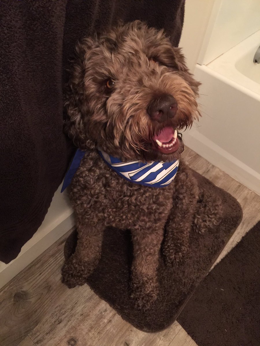 RudyDoodle's tweet photo. Wait, did you just say "daycare?"
Because it's my favorite. #Labradoodle https://t.co/dImEnbJNKq