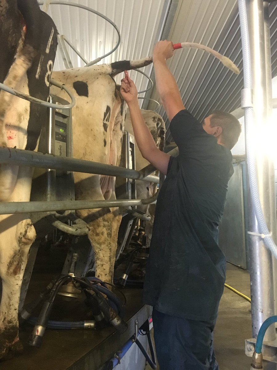 chris_cow_vet's tweet image. @DroveFarmVets @XLVets Blood sampling cows &apos;BFG style&apos; on the rotary #teamdairy #builtforthejob #cows