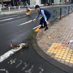 日本っていいな～!カルガモ親子の移動に大量の警察官が動く国って!