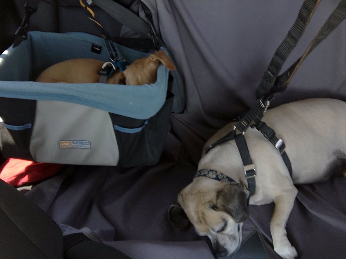 Odie_Yu's tweet photo. Pooped after two days in San Diego. Long drive home with @indy_yu, mommy and @danielyu https://t.co/oF4xWPslV3