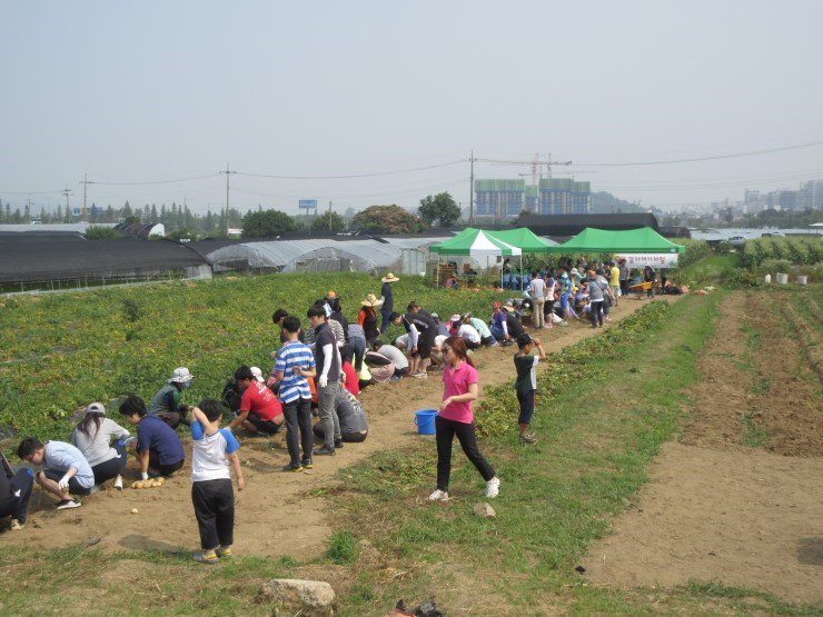 #성남시 시민농원 농사체험장 감자캐키체험 감자에 대해 알고 직접 수확해보는 뜻깊은 시간입니다.
#성남시농업기술센터 #텃밭지도사